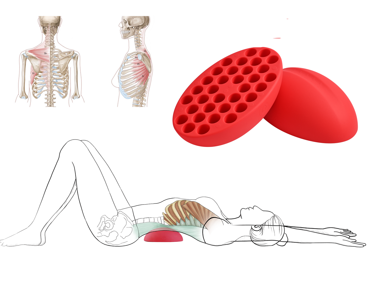 Thoracic back stretcher for costochondritis care and pectoral stretching