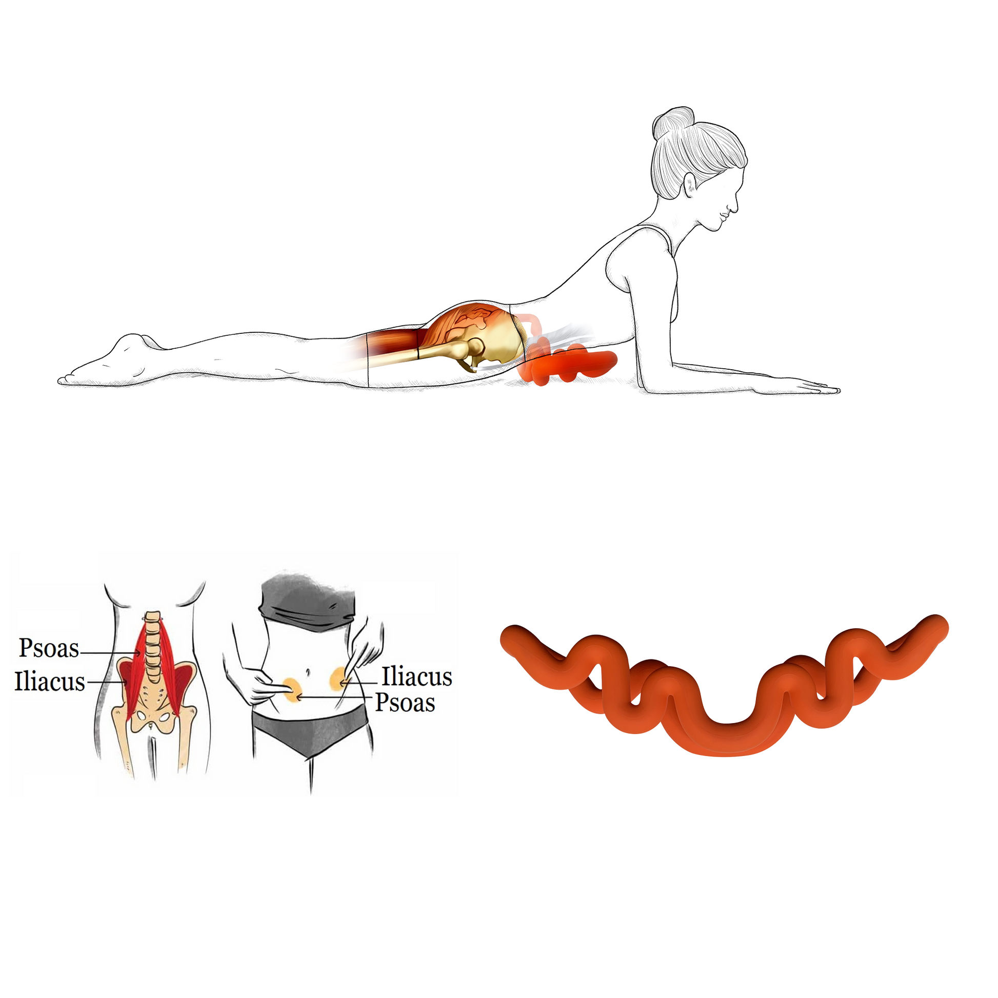 Psoas Release Tool