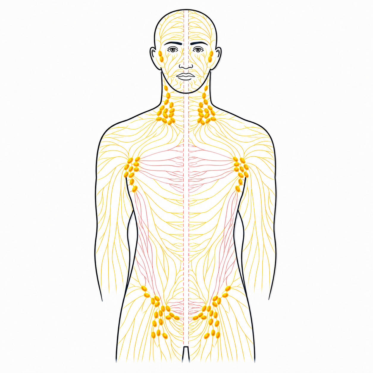 Myofascial release and lymphatic pathways across the body