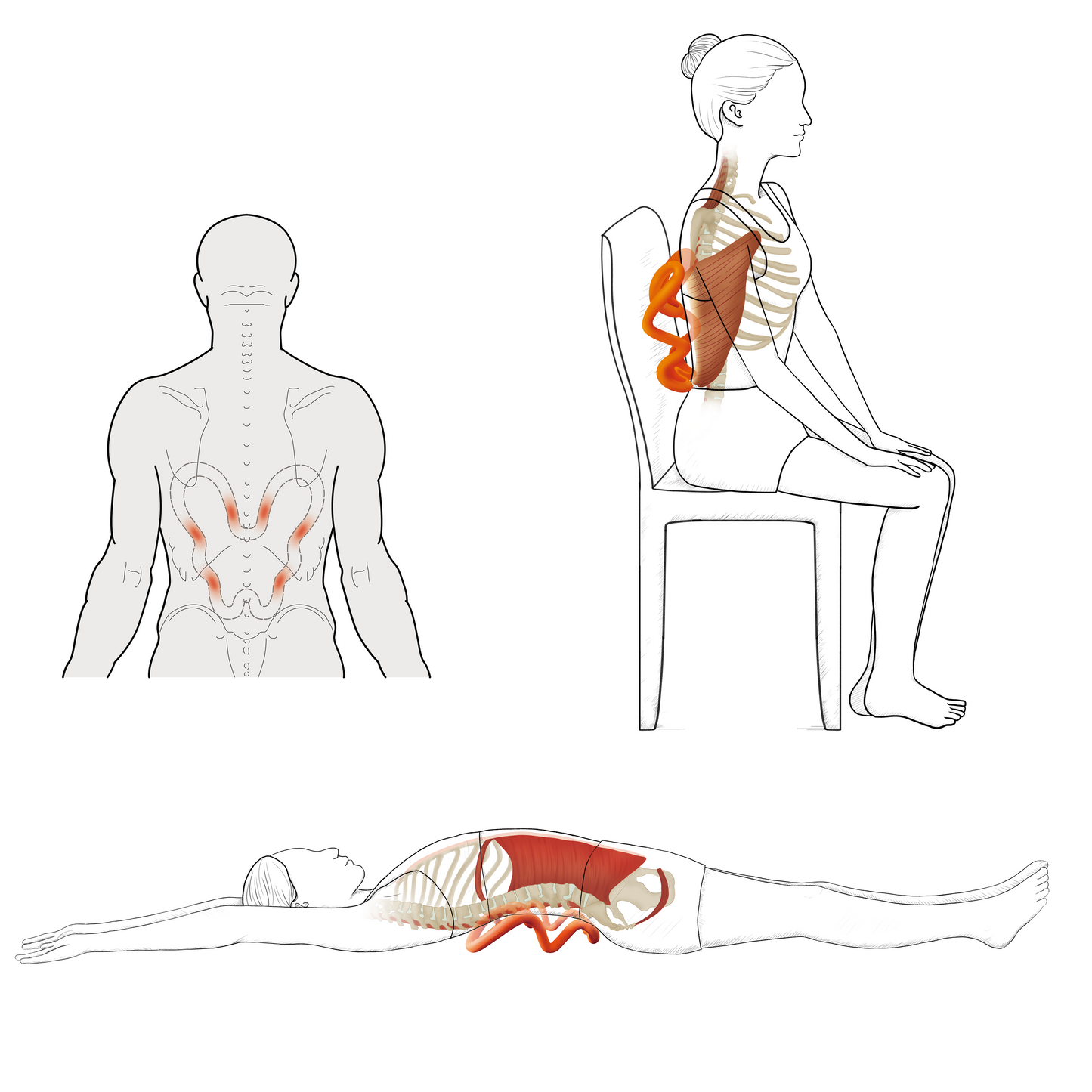 Shoulder blade myofascial release for latissimus dorsi and scapular muscles